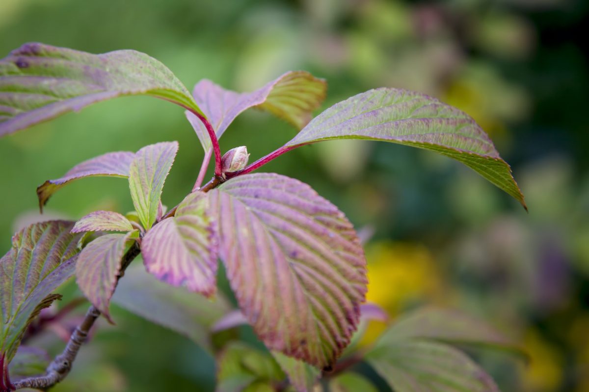 garden plant branch detail