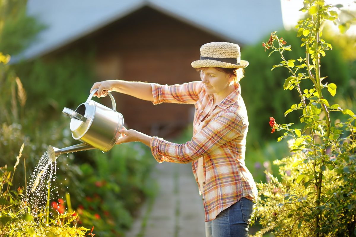 Mature woman watering plants in the garden on a sunny summer day. Gardening as a hobby.