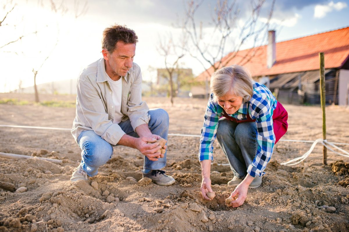 Senior couple in garden planting potatoes into the ground